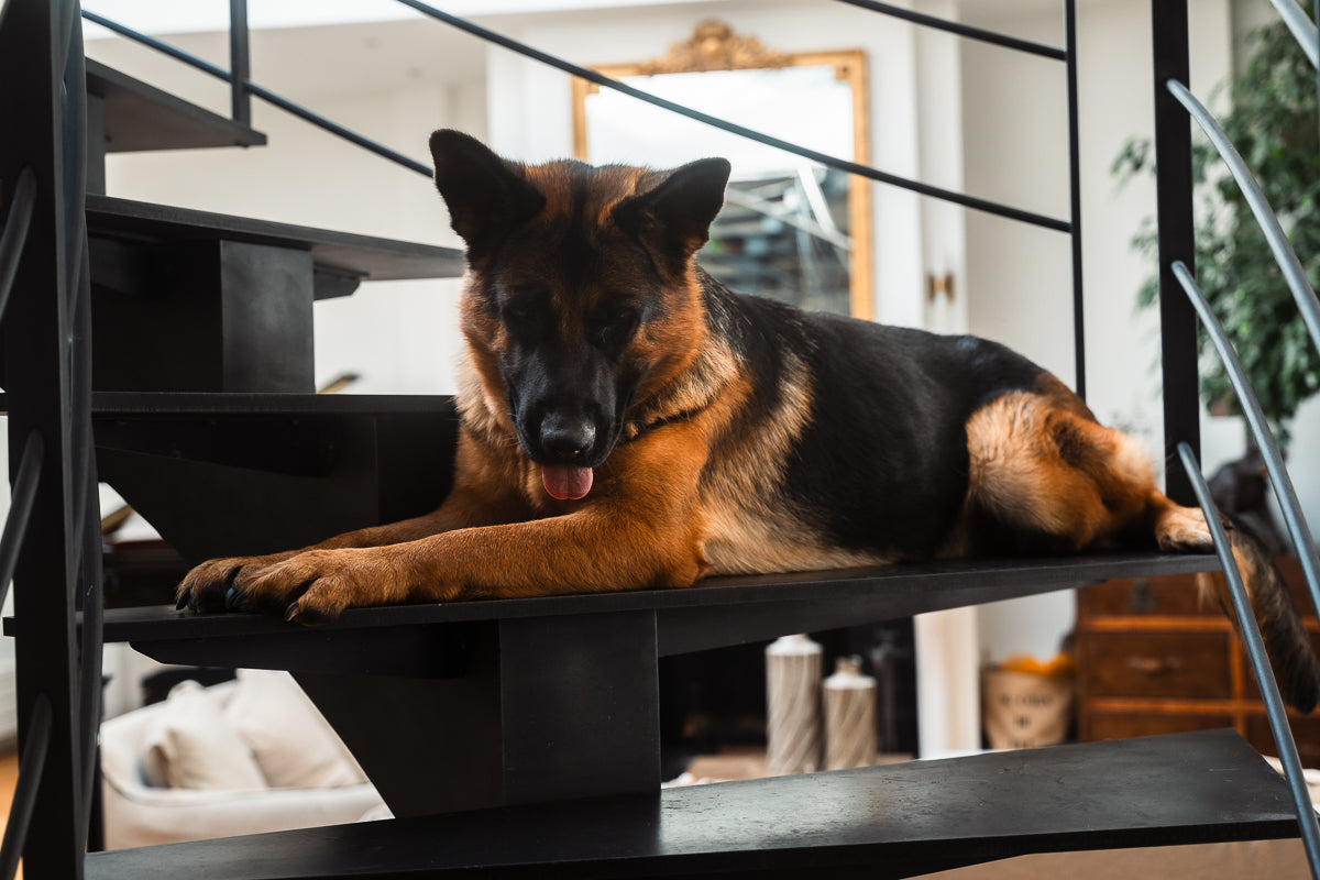 Les 5 essentiels pour garder votre animal en bonne santé