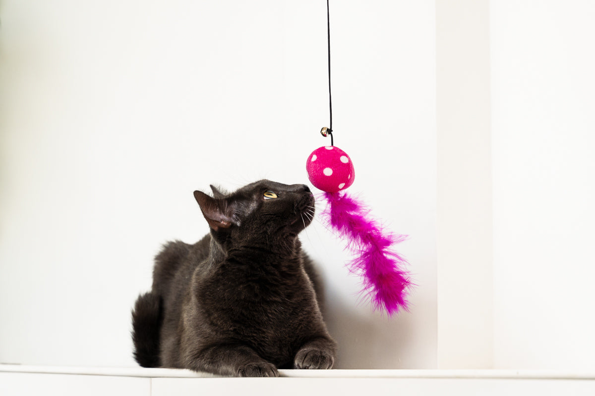 L'Importance du jeu dans la vie des chats