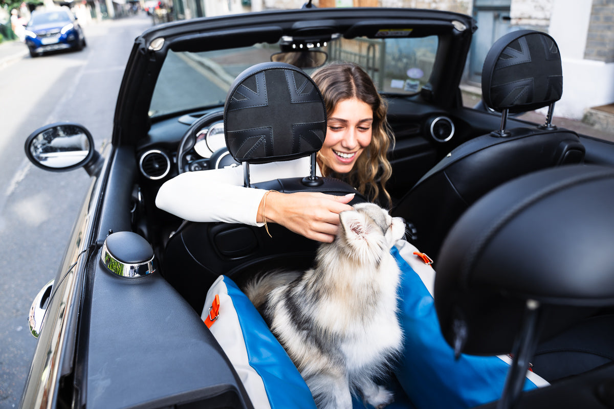 Voyager avec son animal : Conseils pratiques pour une aventure réussie