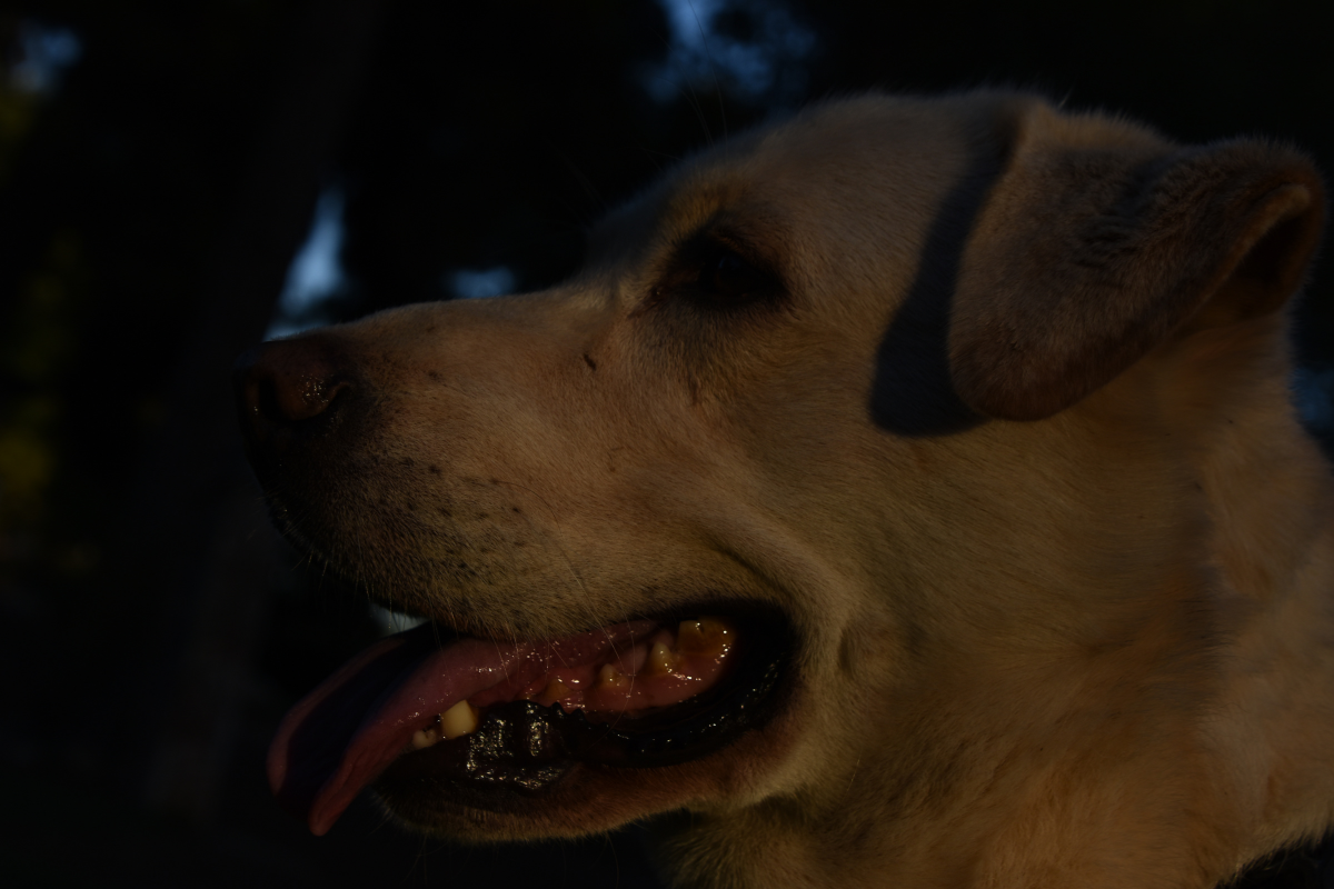 Les Chiens et la vision nocturne : Peuvent-ils vraiment voir dans le noir ?