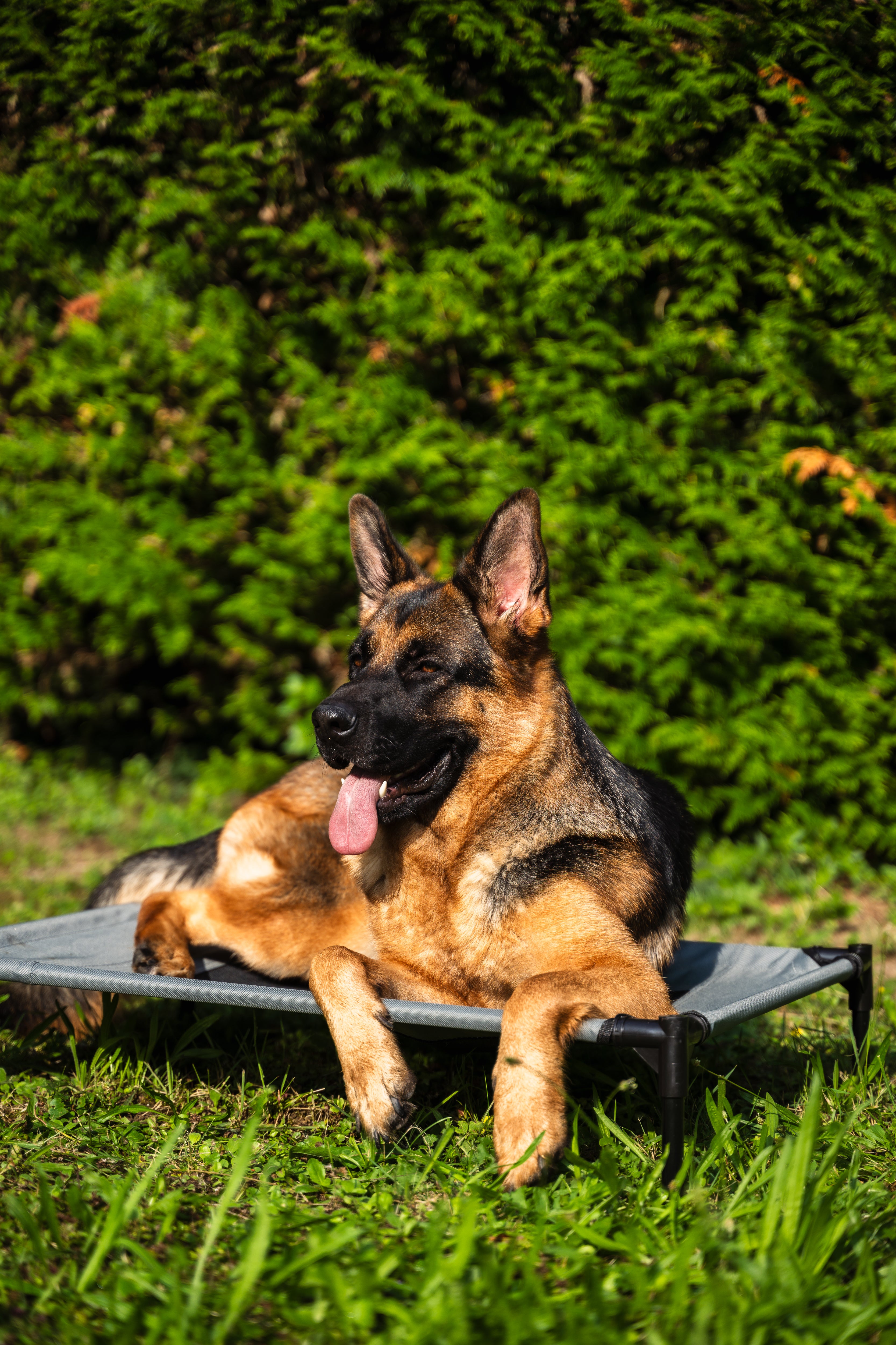 Lit surélevé pour Chien – Couchage Confortable et Aéré en Hauteur