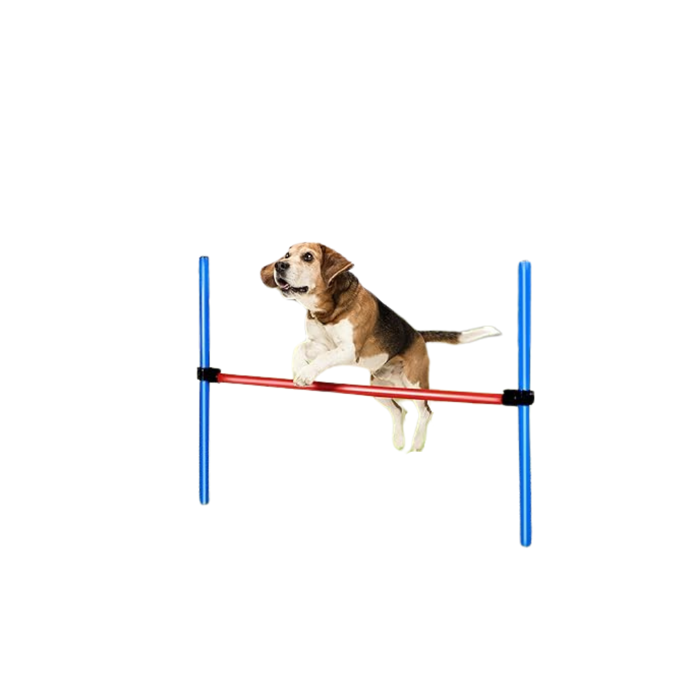 Kit agility pour chien : sport et stimulation mentale