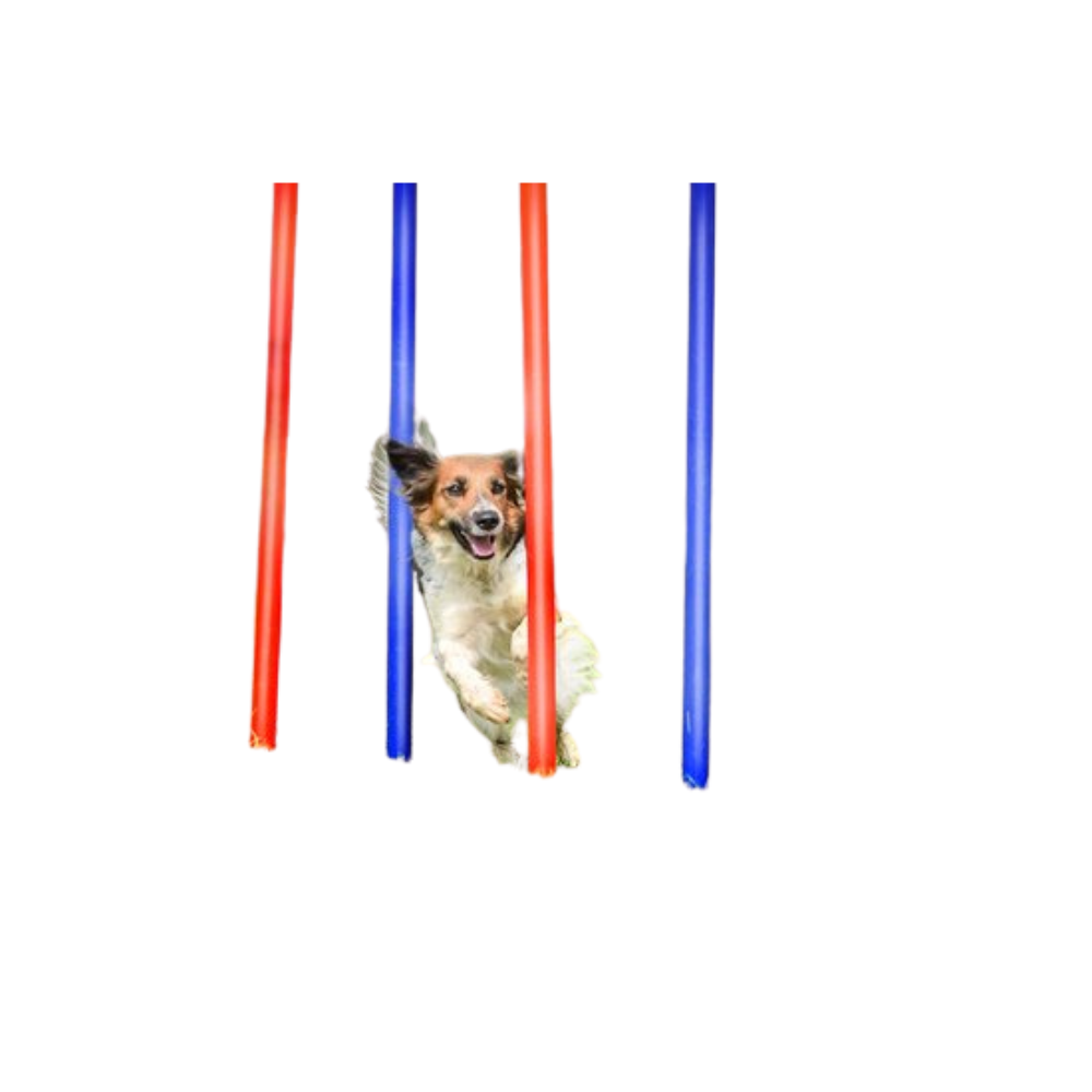 Kit agility pour chien : poteaux et obstacles pour un entraînement complet
