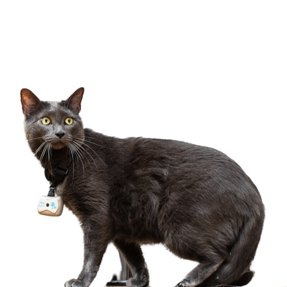 Jiawu Caméra pour Collier de Chat, Caméra HD 1080P pour Animaux de Compagnie, Collier de Caméra pour Chien Grand Angle de 120 Degrés, Mini Caméra Jiawu Caméra pour Collier de Chat, Caméra HD 1080P pour Animaux de Compagnie, Collier de Caméra pour Chien Grand Angle de 120 Degrés, Mini Caméra