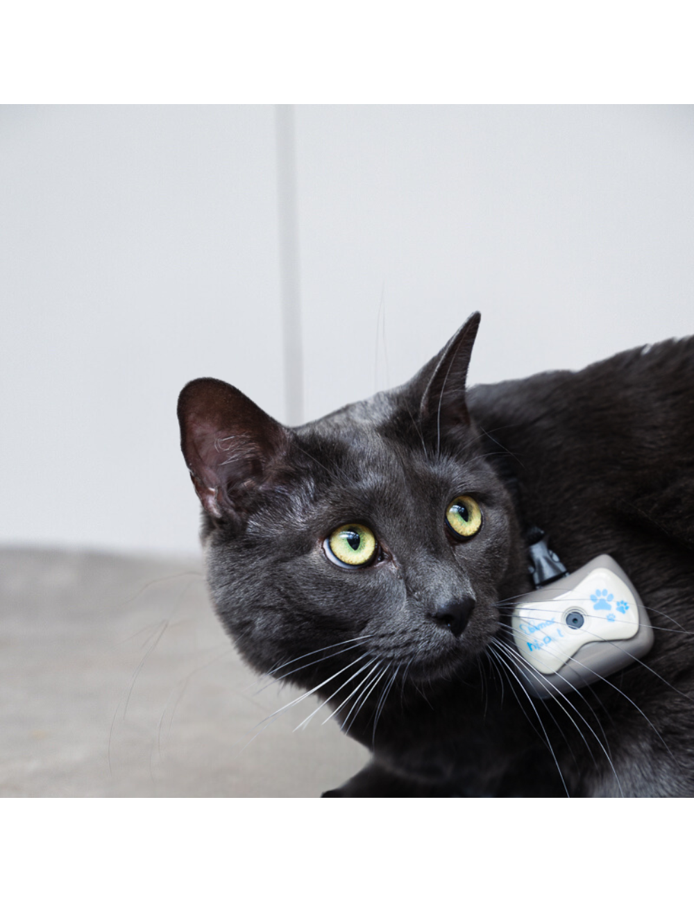 Caméra pour Chien - Vidéo & Audio HD - Collier Intégré