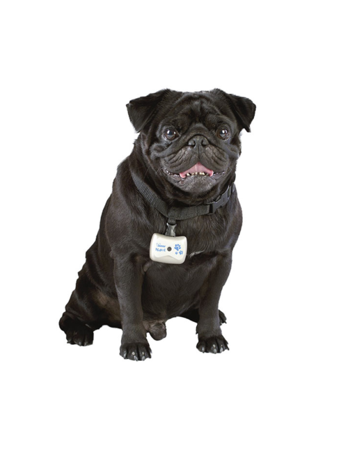 Caméra pour Chien - Vidéo & Audio HD - Collier Intégré