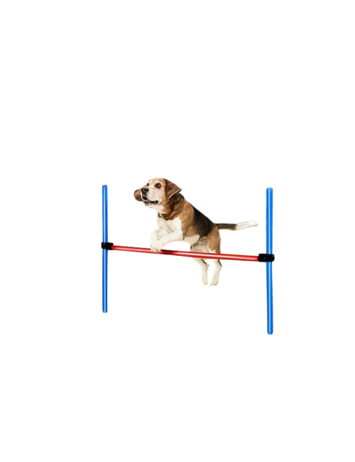 Kit agility pour chien : sport et stimulation mentale