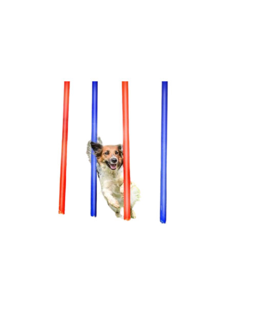 Kit agility pour chien : poteaux et obstacles pour un entraînement complet