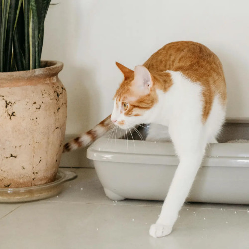Litière chat