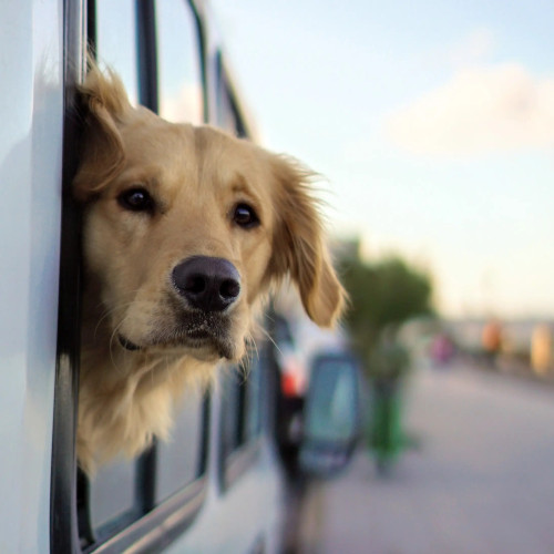 Pack Voyage Chien