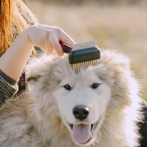 Brosses pour chien