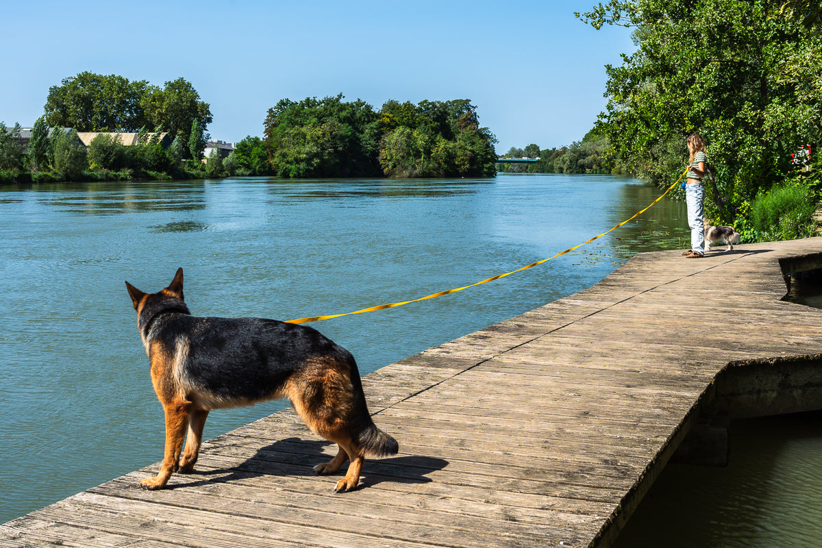 10 Activités fun à faire avec votre chien pour renforcer votre complicité