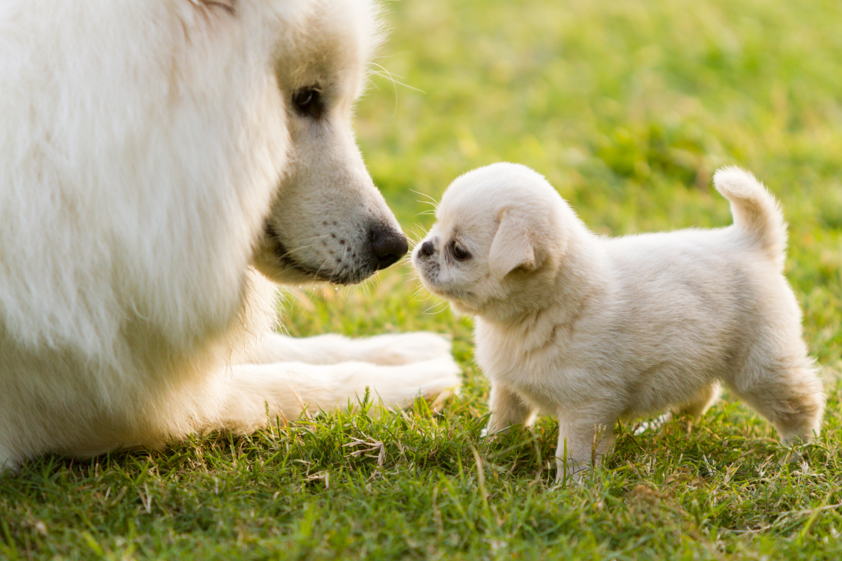 Le développement émotionnel et social du chiot : un processus clé