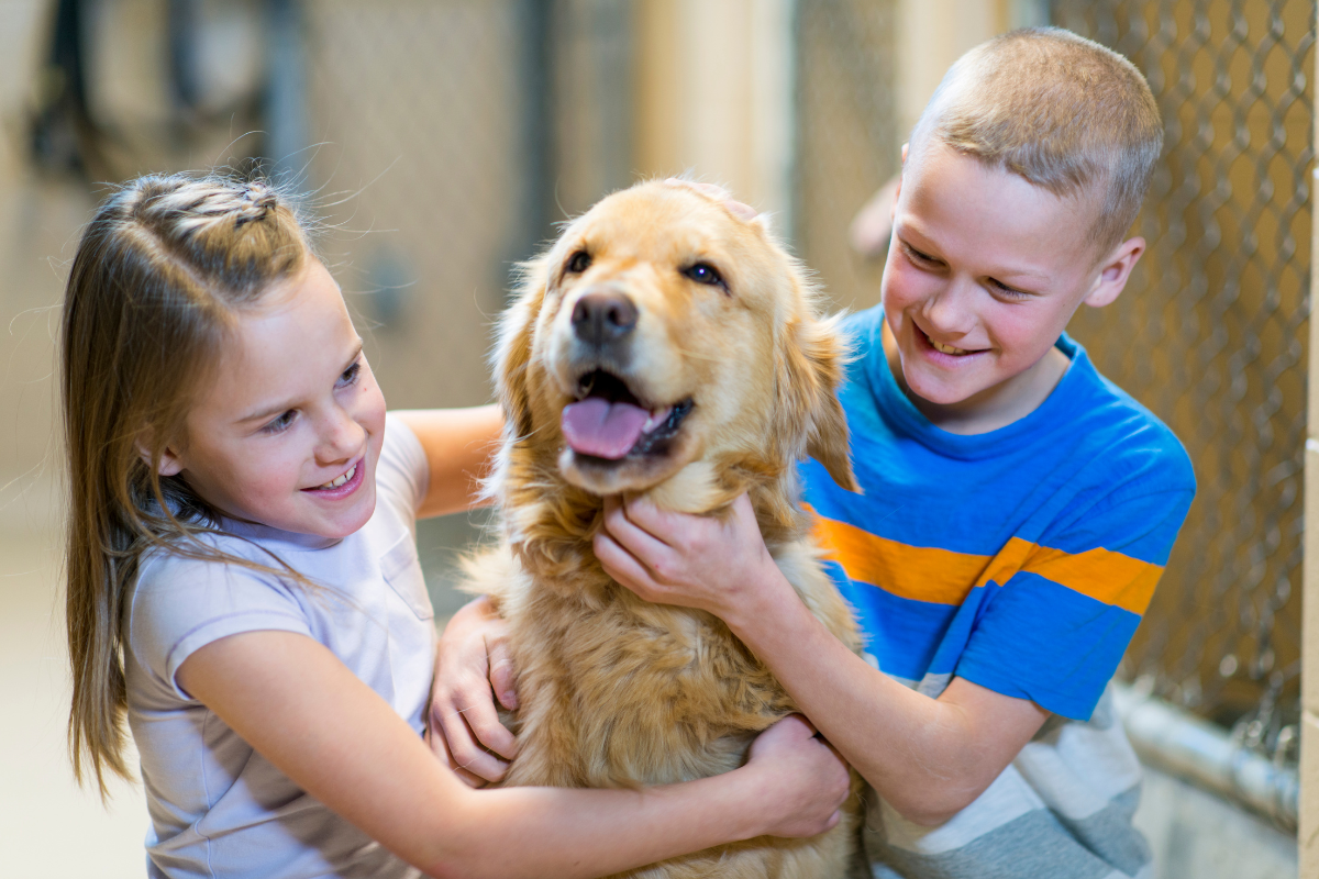 L'Adoption d'un chien : Un engagement qui change la vie
