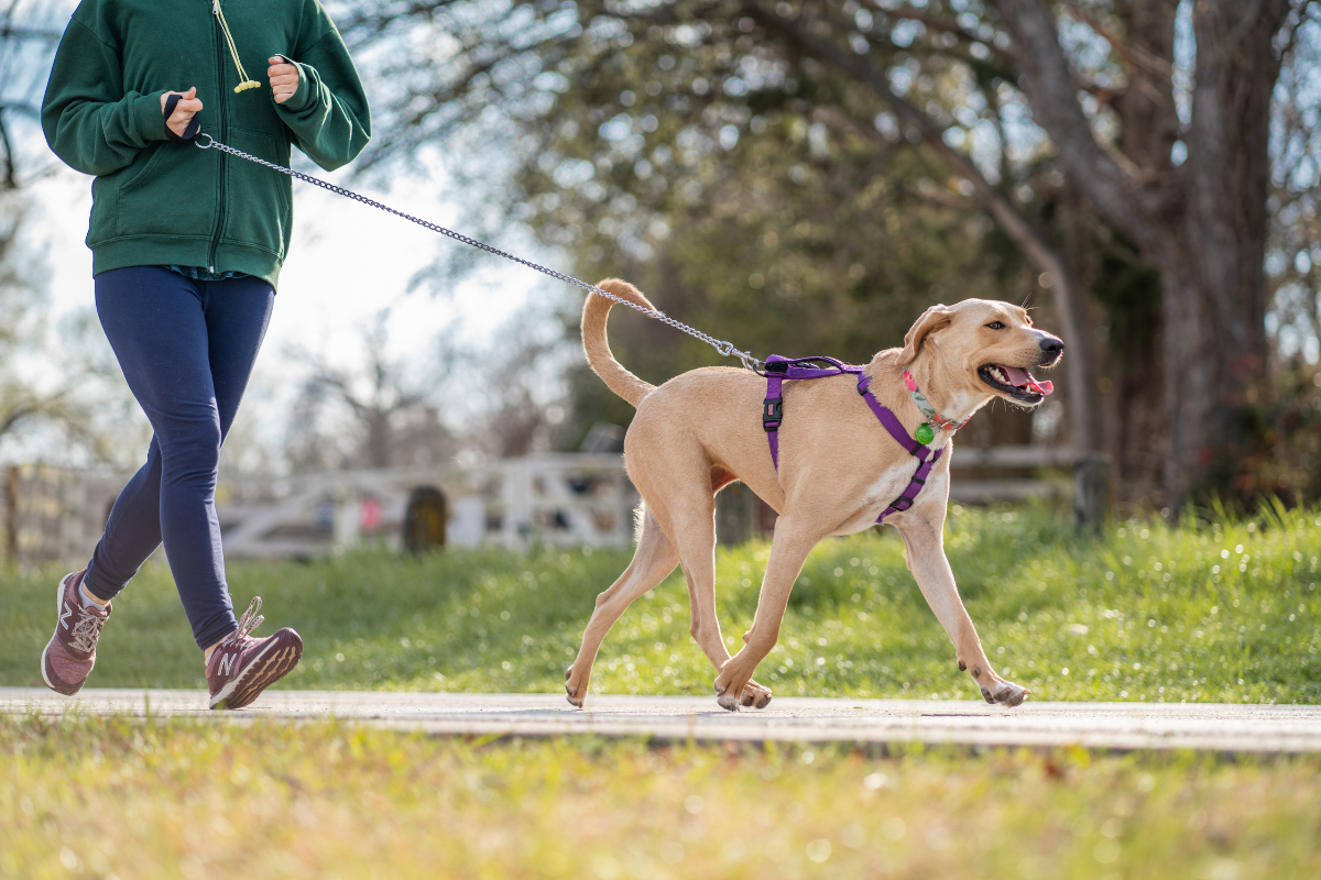 Courir avec son chien : Un partenaire de course idéal