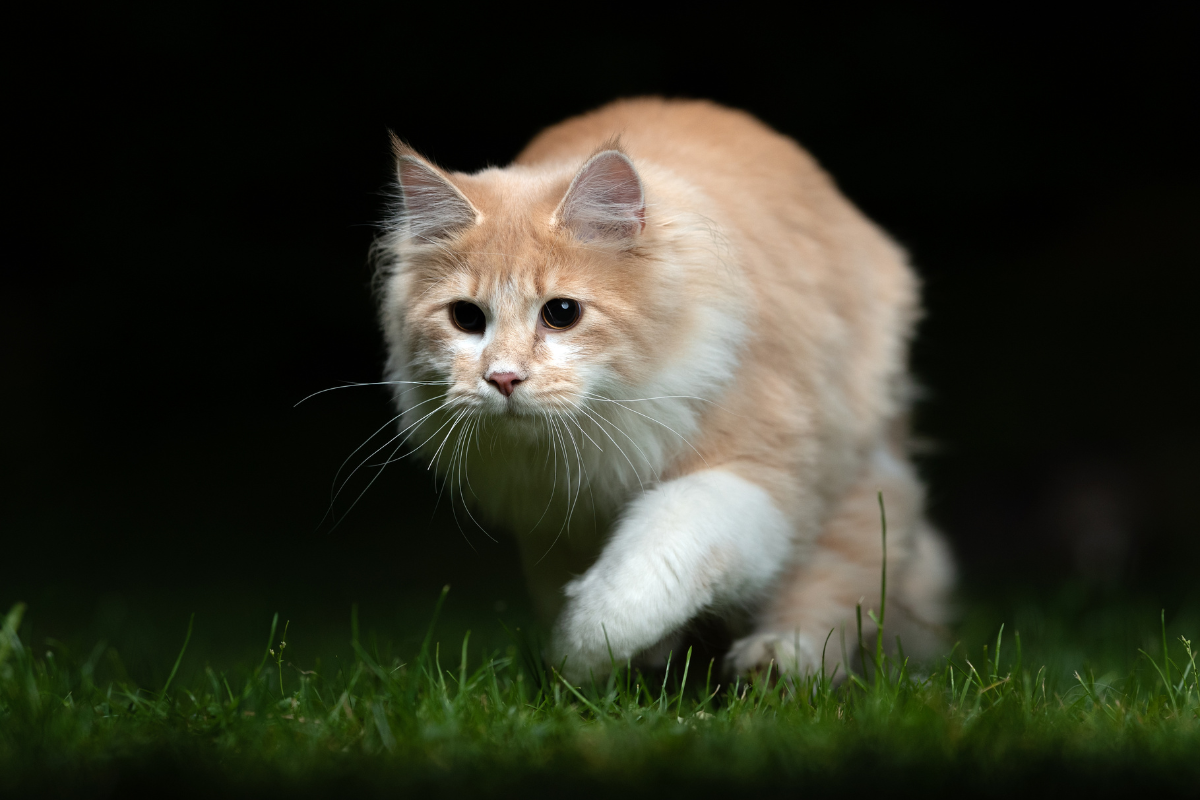 Le Chat : Un chasseur né